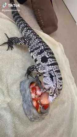 Mango the Tegu