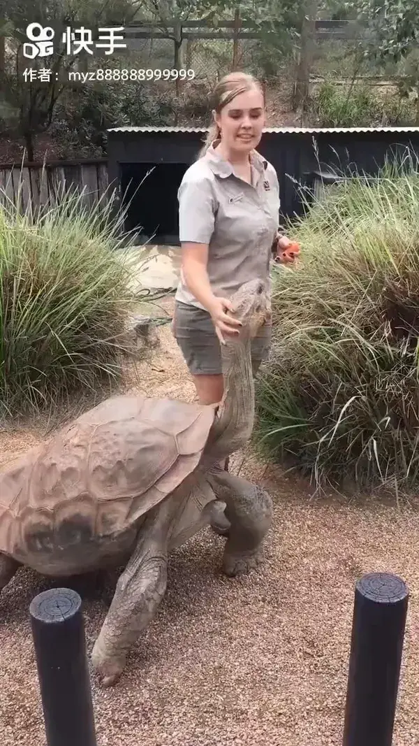 this big turtle 122 years old