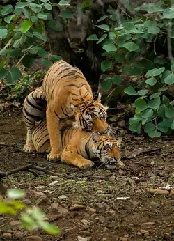 Both male and female lions have been known to interact homosexually. 🤷‍♀️