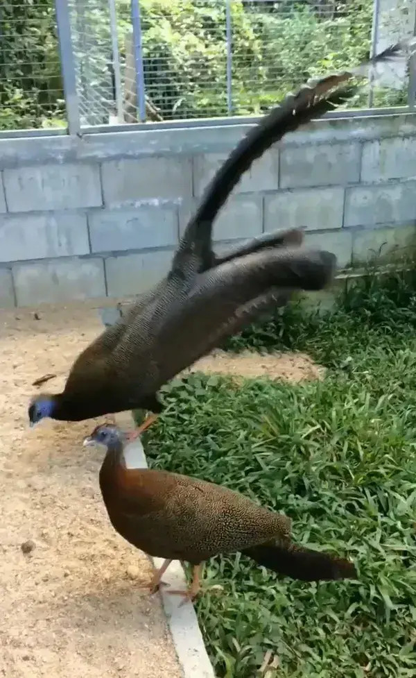 Are you trying to impress me? Peacock impressing his partner