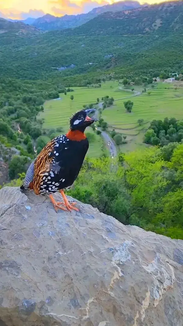 Black francolin (Francolinus francolinus) by birdslover0312 IG