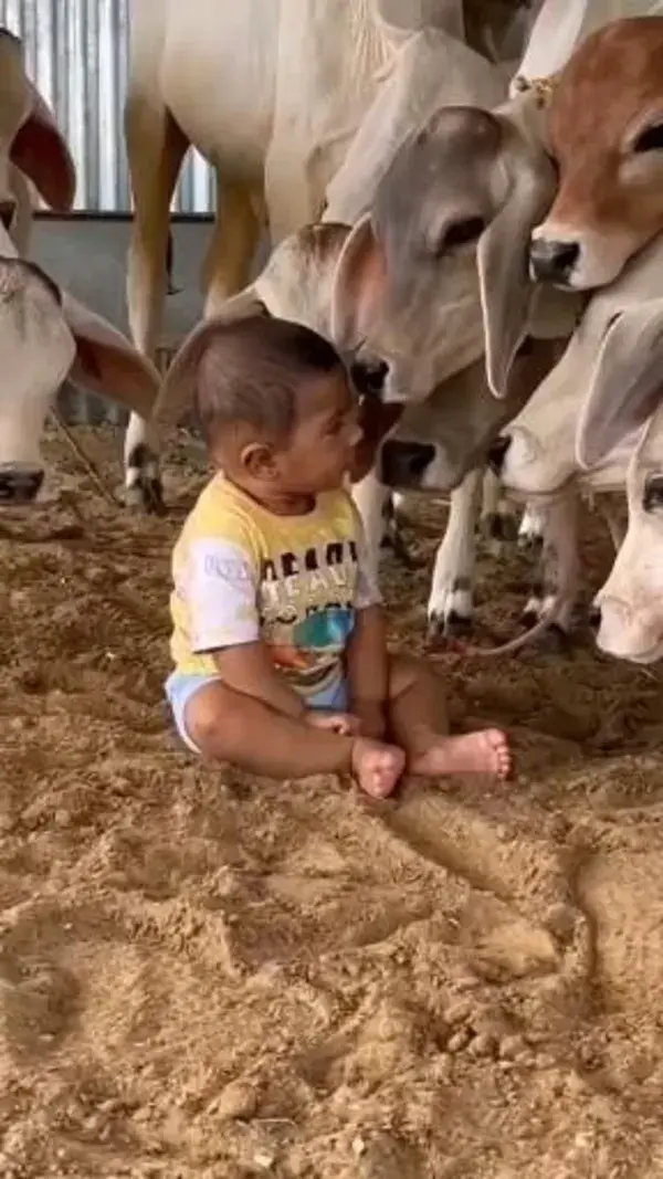 COW LOVER KID