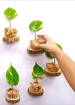 Golden Pothos / Money Plant in Glass Decor for Floating Shelves Wall Decor