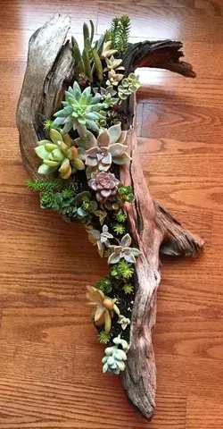 Colorful Succulents in tree branch home garden decoration