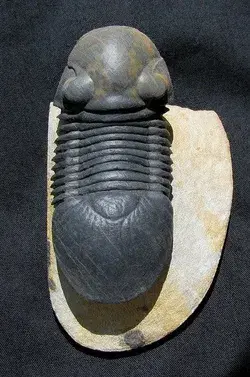 www.trilobites.com