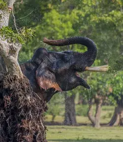 Minneriya National Park 🇱🇰