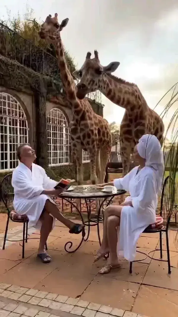 Giraffe getting too close