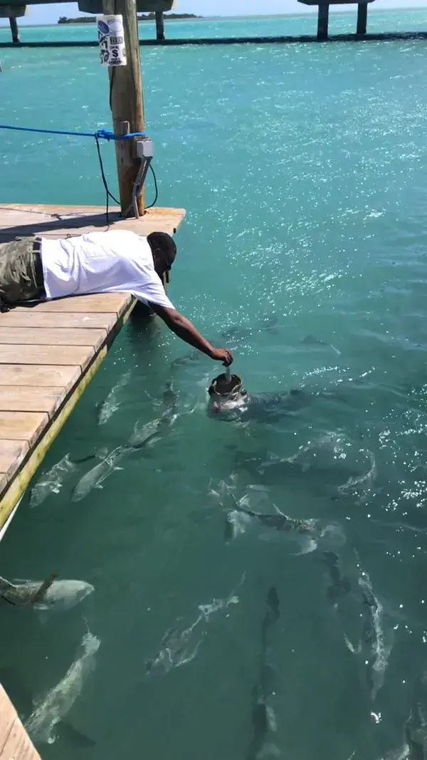 Robbie’s Marina Tarpon feeding 