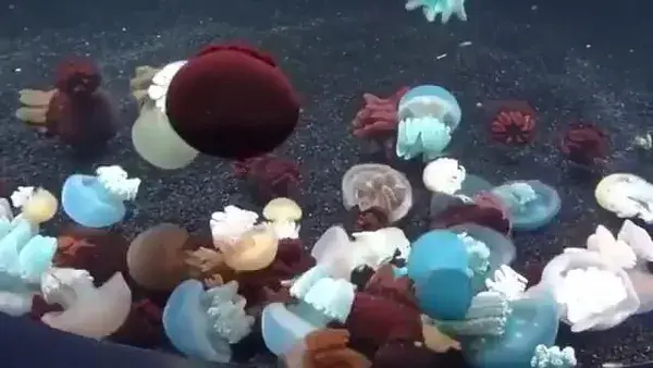 Blue blubber jellyfish comes in different colors