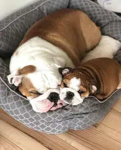 📍LOVE Bulldogs? 🐶🇬🇧❤️ FOLLOW-PIN-COMMENT-VISIT 🙏