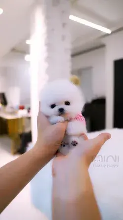 White and Tiny Teacup Pomeranian