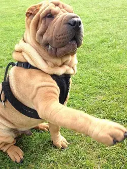 🐶 Chinese Shar-Pei