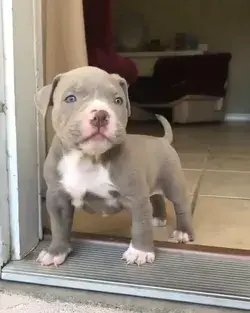 Pitbull Puppies