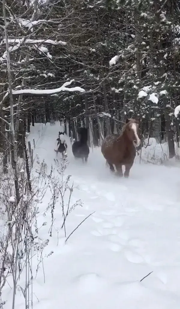 Horses in the middle of wintertime