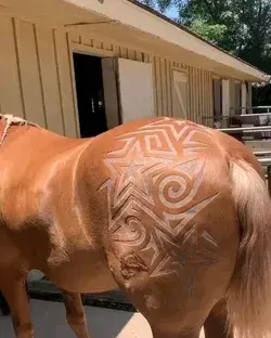 Incredible artwork in horse hair created by Mexican barber @robtheoriginal 💈🐎