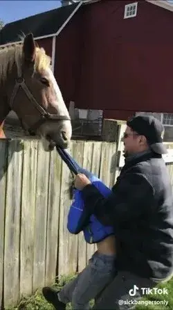 Funny tiktok| Horse Funny animal #funnytiktok #animalhumor