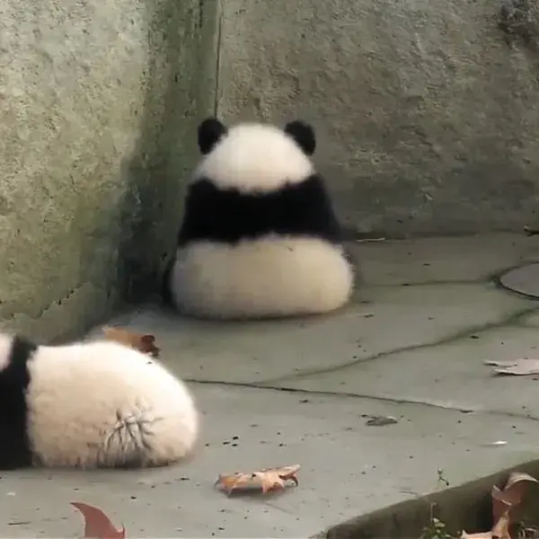 cute baby panda/ Beautiful panda