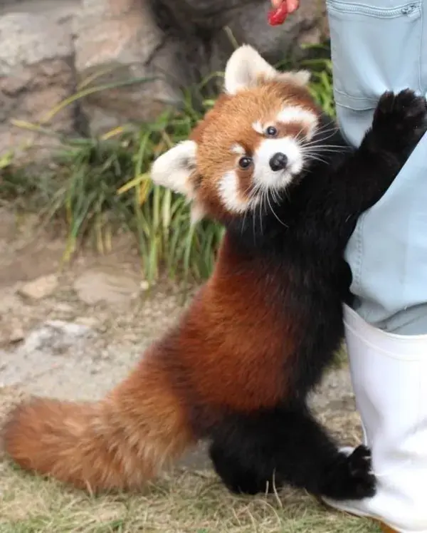 feeding the lovely cute red panda🍎