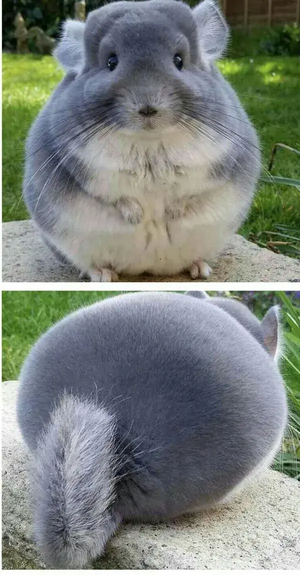 BIG CHUNGUS