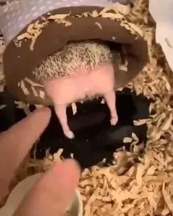 Cute Hedgehog Little Miracle Funny Animal Vidio Home Pet