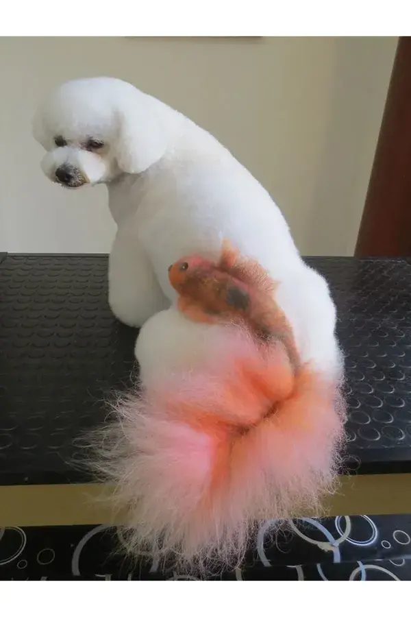 dog grooming salon ideas, Pet Grooming , dog hair dye, animal art, animated wallpapers