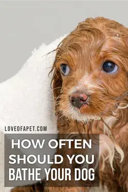 How Often Should You Bathe Your Dog