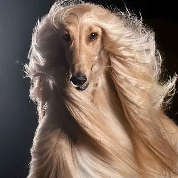 Afghan Hound 