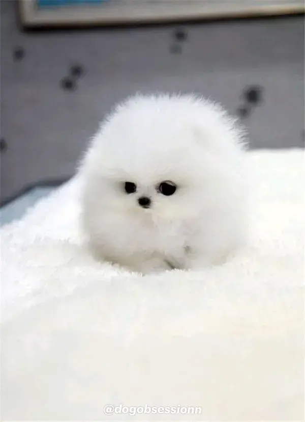 POMERANIAN