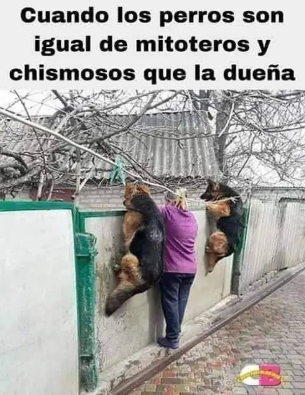 ◦•◉ Cuando los perros 🤨😂😂