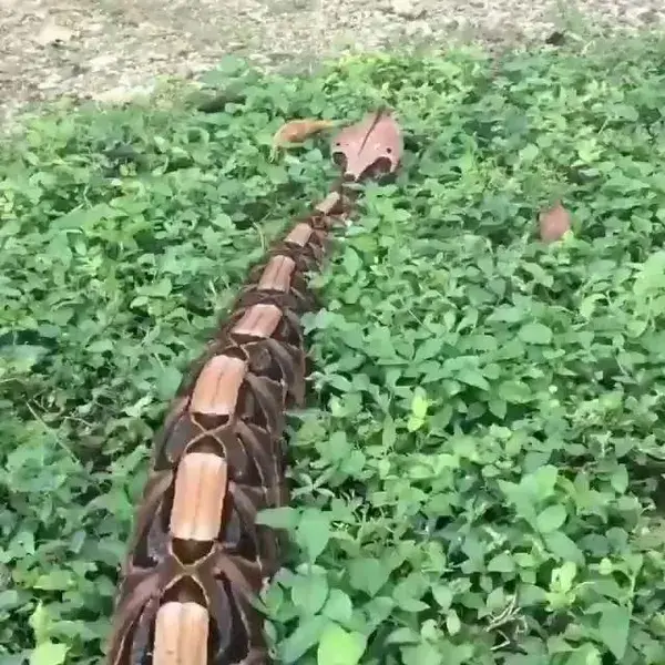 The Gaboon Viper 🍃