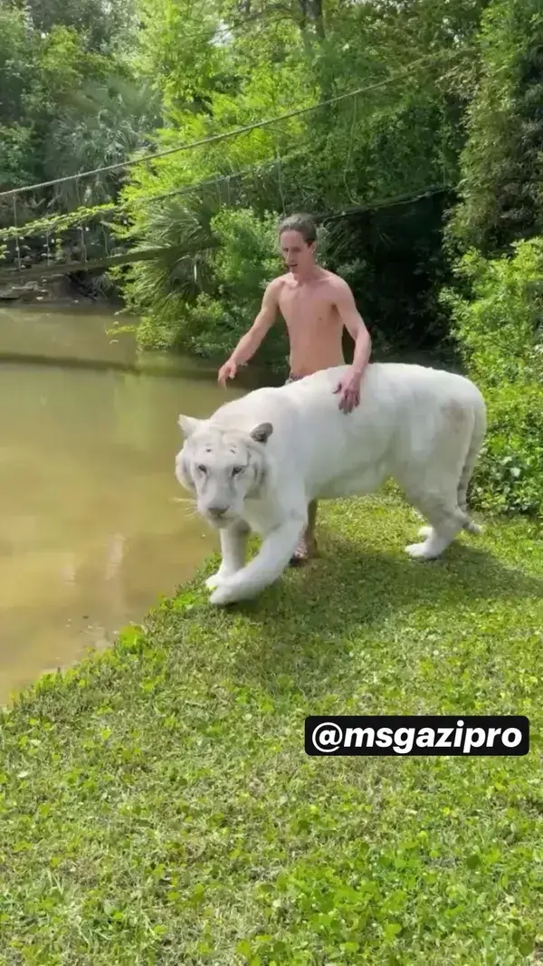 White Tiger 🐅