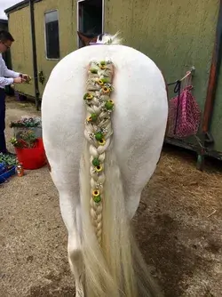 Wedding horse plait