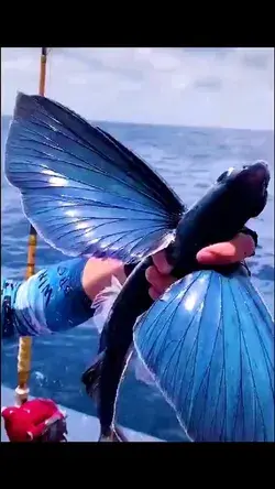 Wow Transparent Fish 🐠 🐠🐠🐠🐠