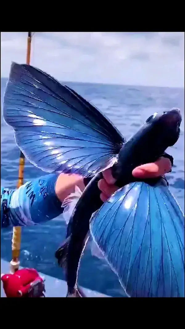 Wow Transparent Fish 🐠 🐠🐠🐠🐠