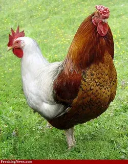 www.backyardchickens.com