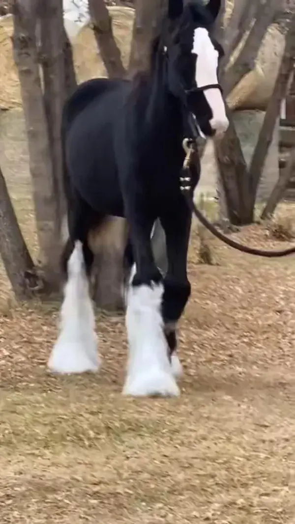 Gypsy horse