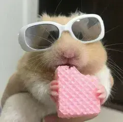 cute guinea pig w glasses