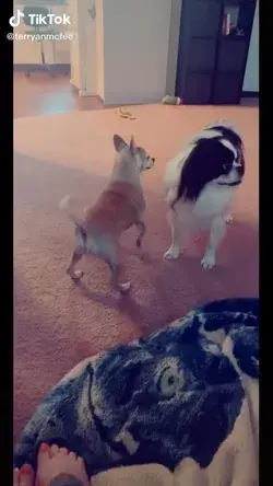 Dancing dog