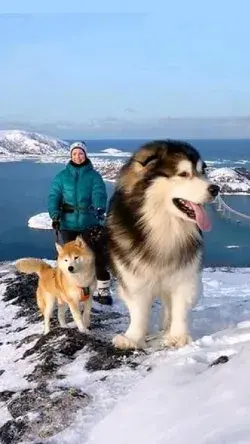 huge but beautiful dogs