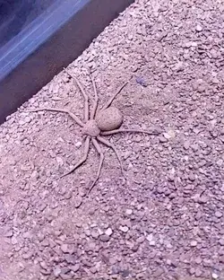 Sicarius thomisoides (Six Eyed Sand Spider). ⁣
🕷 ⁣Finally got around to doing a slow-mo of my sand