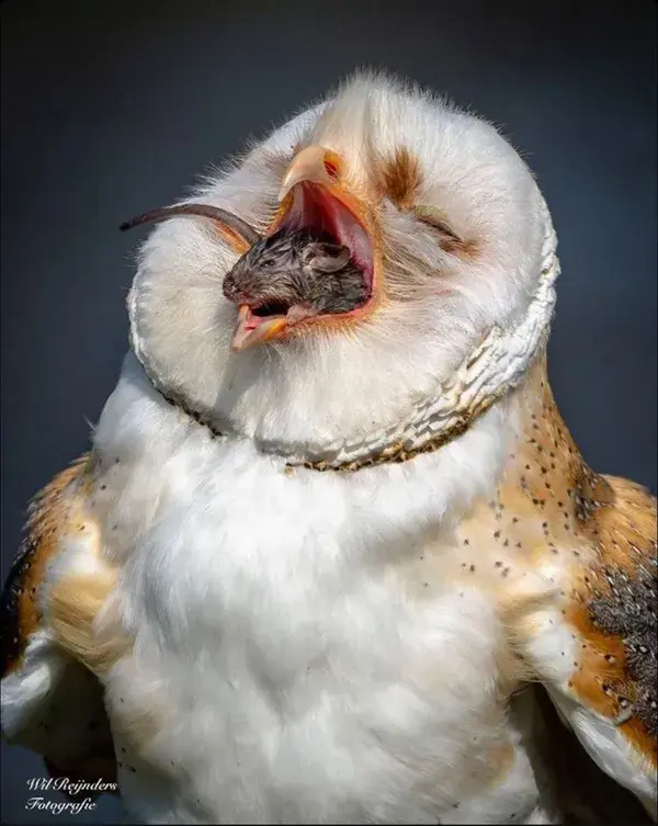 Barn Owl Swallowing a Mouse