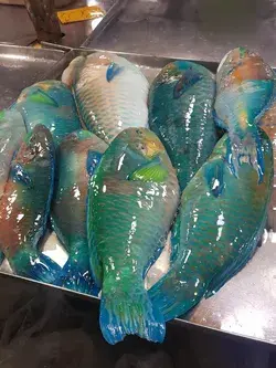 Important Reason Why People Should Stop Eating Parrot Fish