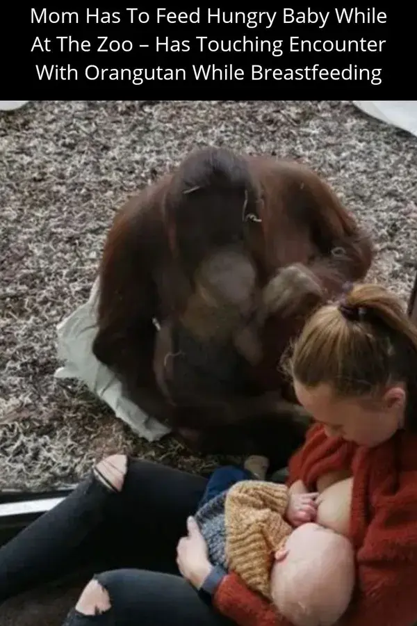 Mom Has To Feed Hungry Baby While At The Zoo – Has Touching Encounter With Orangutan While Breastfee