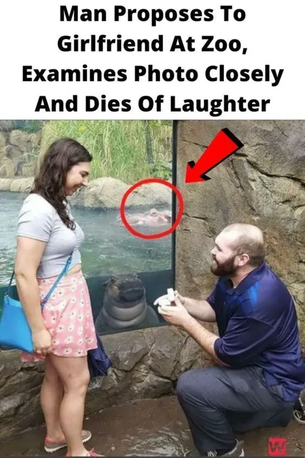 Man Proposes To Girlfriend At Zoo, Examines Photo Closely And Dies Of Laughter