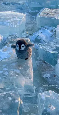 Penguin 🐧