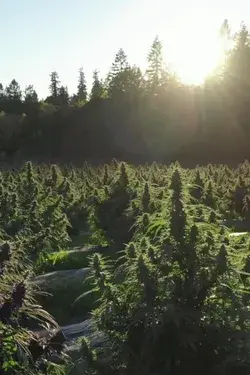 Full Spectrum Organic Hemp Farm CBD Oil Oregon Grown Animal Rescue Farm