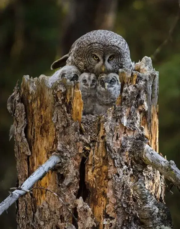 wildlifealongtherockies.homestead.com