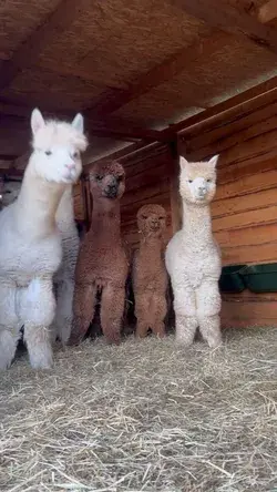 alpaca farm funny farm animals pets cute baby alpaca pfp funny tiktok petting animals pet portrait