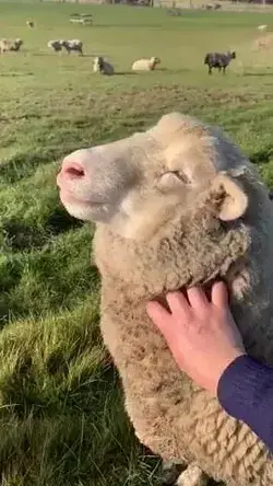 Good boy's relaxing time