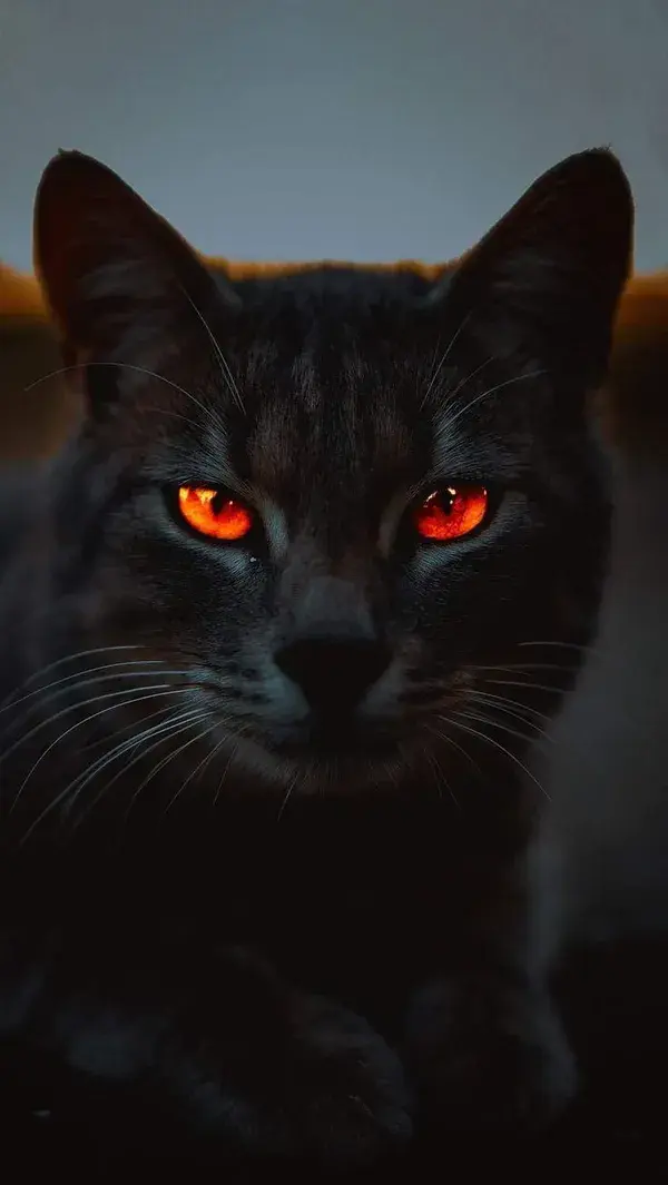 Cool cats / Cat profile / Cat eyes / Cute cat | baby cats | cat with beautiful eyes |beautiful cat